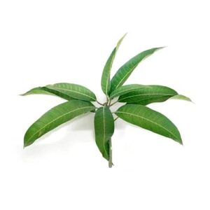 1MANGO LEAVES