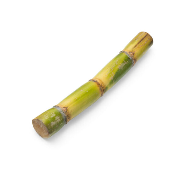 SUGAR CANE
