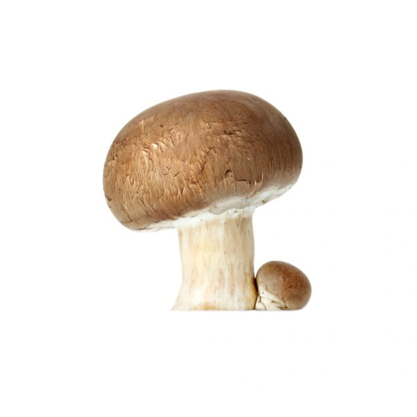 Champignon de Paris