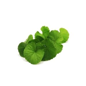 Feuille de Vallarai 100